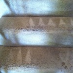 Delray Beach -Stairs-Carpet-Cleaning